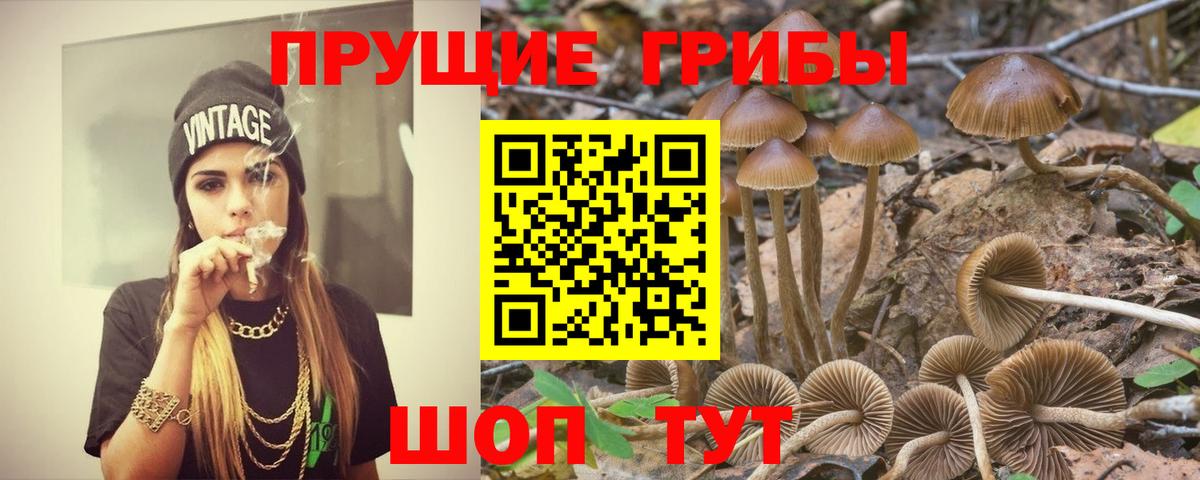 Галлюциногенные грибы Psilocybe Тюмень